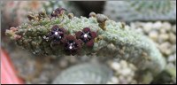 Anomalluma dodsonianus hybride